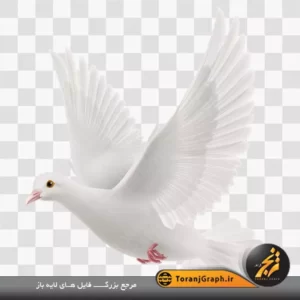 تصویر png کبوتر سفید