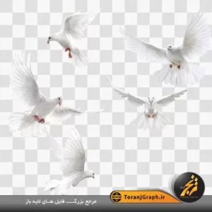 تصویر دوربری کبوتر در حال پرواز