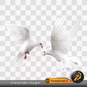 عکس png کبوتر باغ کیفیت بالا