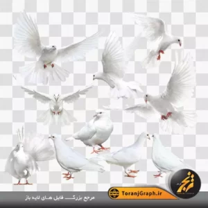 عکس دوربری کبوتر بدون پس زمینه