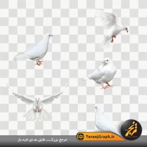 تصویر png کبوتر سفید با کیفیت بالا