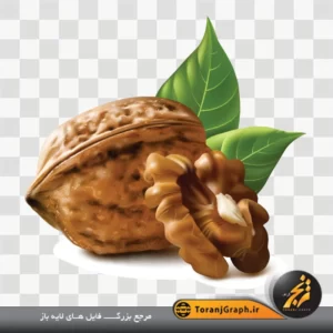وکتور لایه باز گردو و برگ سبز