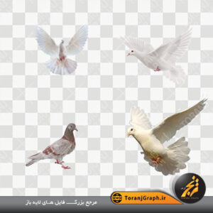 عکس دوربری کبوتر سفید بدون زمینه کد ۷